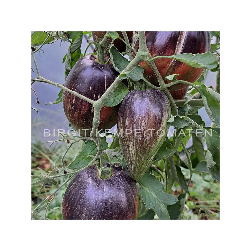 Rebel Starfighter VT 16