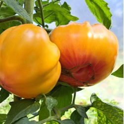 Zapotec Ananas Ribbed