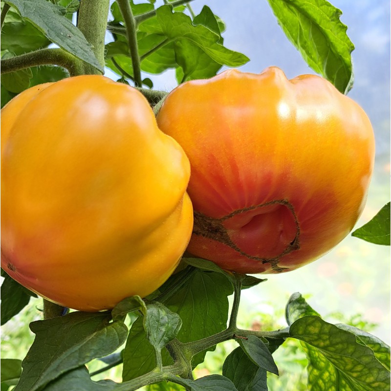 Zapotec Ananas Ribbed