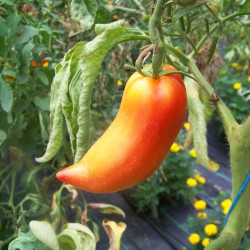 Kleine Rote Paprikatomate