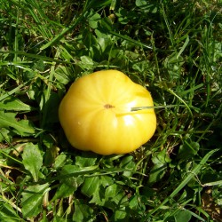 Shah - Mikado Yellow