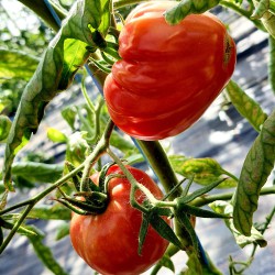 Rote sibirische Fleischtomate