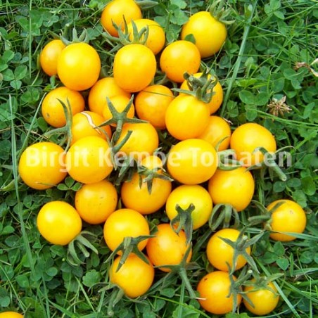 Orange Wildtomate