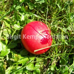 Old Ivory Egg Red