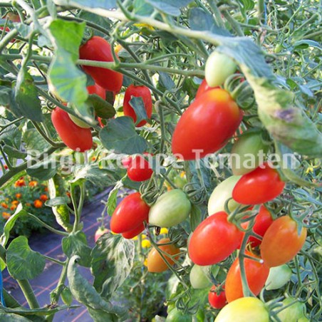 China Tomate