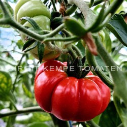 Costeluto Fiorentino