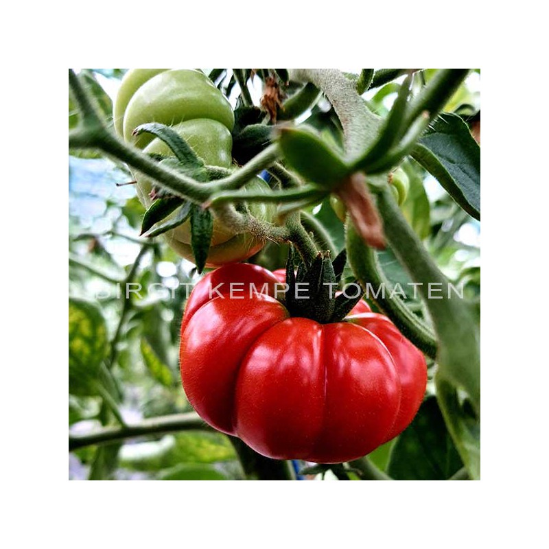 Costeluto Fiorentino