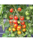 Buschtomaten